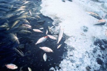 Our Oceans Are Losing Oxygen at a Dangerous Rate due to Temperature Increase, Finds a Study
