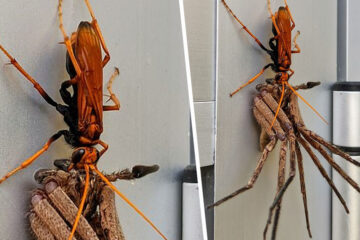 Everything Is Possible in Australia: Giant Spider Carries Dying Huntsman Spider