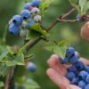 Fresh Snacks on the Streets of Copenhagen: Initiative to Plant Public Fruit Trees