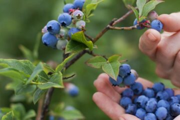 Fresh Snacks on the Streets of Copenhagen: Initiative to Plant Public Fruit Trees
