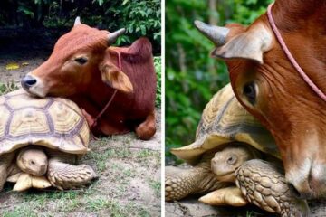 Tortoise & Calf without Legs Become Best Friends Who Do everything Together