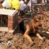 Heartbroken Dog Tries to Dig into Dead Owner’s Tomb