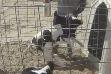 Undercover Footage Shows Animal Abuse in Coca-Cola Partner Farm