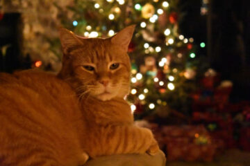 Don’t Lounge too much during Christmas: It Could Worsen Your Health & Reduce Lung & Heart Efficiency
