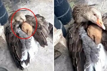 Kindness Knows no Boundaries: Goose Warms Up Lost & Shivering Puppy with Its Wings