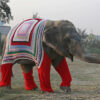 Indian Villagers Knit Jumpers for Elephants to Protect them from Cold