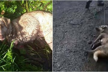 Vets Couldn’t Save Her: Justice for Dog whose Owner Shot & Dragged because it Gave Birth