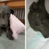 Starla, the Rescue Puppy that Was Abandoned with a Broken Spine & Mange