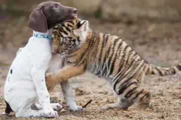 Tiger Cub Rejected By Mother Finds A Best Friend In Little Puppy