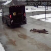 UPS Delivery Guy Is the most Dedicated Worker: despite Slippery & Icy Surface, He Doesn’t Give Up