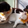 This Annual Nepal Festival Celebrates the Unique & Sacred Bond between Humans & Dogs