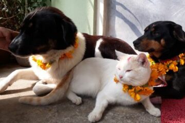 This Annual Nepal Festival Celebrates the Unique & Sacred Bond between Humans & Dogs