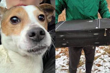 Lucky to Be Alive: This Poor Dog Was Dumped at a Park in a Zipped Suitcase