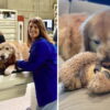 CEO of Weather Tech Takes Out $6 Million Super Bowl Ad as a Thank You for the Vets Who Saved His Dog with Cancer