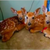 Woman Leaves Back Door Open During a Storm, Later Finds 3 Deer Huddled in the House