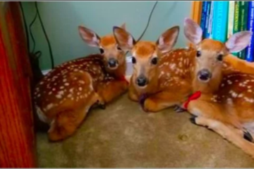 Woman Leaves Back Door Open During a Storm, Later Finds 3 Deer Huddled in the House
