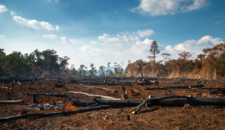 New Plants Are Already Seen Growing In Burnt Out Forests In Australia ...