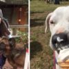 We’re not Crying, You Are: Retired Nurse Opens a Dog Hospice & Showers Dogs with Love during their Last Days