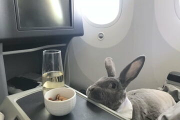 This Bunny Travels in First Class & Gets Ice Cream Service & Unlimited Nuts