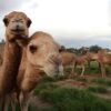 More than 10,000 Camels in Australia to Be Shot because of Drinking too much Water?