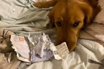 This Dog Chewed Its Owner’s Passport & Prevented Her from Travelling to Wuhan
