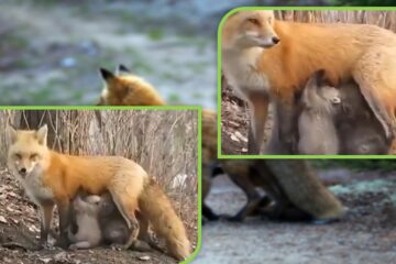 Wonderful Nature: Lactating Fox Caught on Camera Feeding Baby Koalas with its Milk during Australian Fires