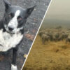 Wonderful Beings: Border Collie Saves Flock of Sheep from Australian Fires
