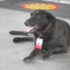 Abandoned Dog Gets a Job at a Petrol Station & Becomes the Cutest Employee