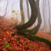 Are Trees Intelligent? Apparently, They can Make Friends, Have Feelings & Look after Each Other