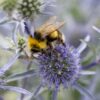 If You Want to Help Save Bumblebees, Plant these Flowers in Your Garden this Spring