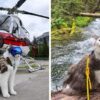 Meet Gary & Learn about His Story: Adorable Rescue Cat Who’s Having Wonderful Adventures