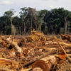 Deforested Amazon Rainforest Is Releasing more CO2 than it Absorbs