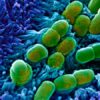 A Potent Antibiotic Has Been Discovered Using Machine Learning, It’s Called Halicin