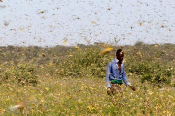 Somalia Declares National Emergency as Swarms of Locusts Attack East Africa