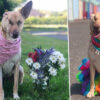 Beautiful Soul: Pregnant Dog Survives Being Shot 17 Times & Is now a Certified Therapy Dog