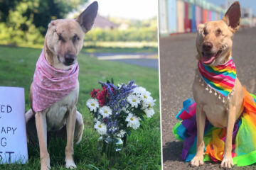 Beautiful Soul: Pregnant Dog Survives Being Shot 17 Times & Is now a Certified Therapy Dog