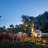 For $585 per Night, You Can Sleep in a Jungle Bubble in Thailand with Rescue Elephants Walking by