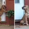 Heartbroken Dog Waits on the Porch for Weeks after His Family Moved Away & Left Him Behind