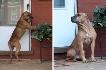 Heartbroken Dog Waits on the Porch for Weeks after His Family Moved Away & Left Him Behind