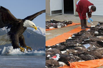 Iconic Bald Eagles Continue Dying because of Lead Poisoning, Why Is no One Talking about this Problem?