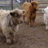 Can They Get any Cuter? Now, You Can Have a Miniature Cow as a Pet!