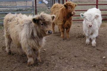 Can They Get any Cuter? Now, You Can Have a Miniature Cow as a Pet!
