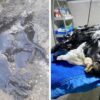 Heartwarming Story: People Find a Dog entirely Covered in Tar, They Do Their Best to Save Her