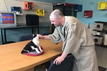 This Prison in Indiana Takes in Shelter Cats- They Have Transformed Prisoners’ Lives