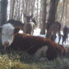 After this Baby Cow Escaped a Slaughterhouse, It Was ‘Adopted’ by a Family of Deer in the Forest