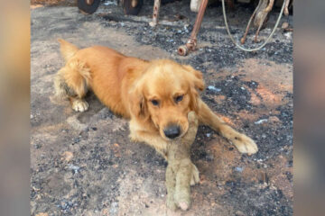 After Family Lost everything in Australian Bushfires, Their Dog Finds His Favorite Toy