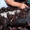 China Placed Banned the Consumption of Wild Animals after the COVID-19 Outbreak-Will the Trade End?
