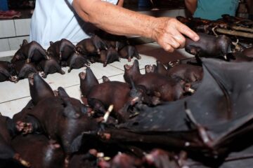 China Placed Banned the Consumption of Wild Animals after the COVID-19 Outbreak-Will the Trade End?