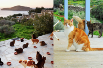 Paradise for Cat Lovers: This Cat Sanctuary in Looked for a Caretaker to Live on a Greek Island & Take Care of 55 Cats