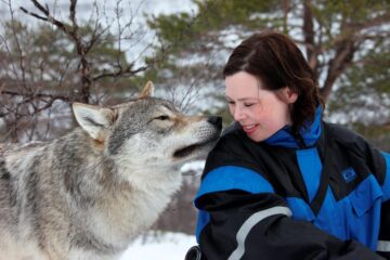 There Is a Park in Norway that Allows Visitors to Play with Wolves under the Northern Lights